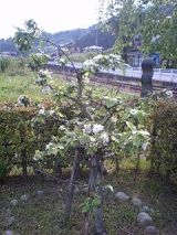 25051-1.jpg