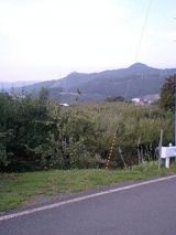 25903-1.jpg