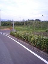 25903.jpg