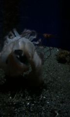 26238-2.jpg