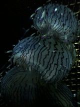 26239-1.jpg