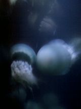 26241-2.jpg