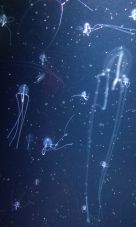 33246-1.jpg