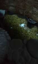 33876.jpg