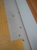 34188-2.jpg