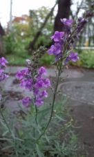 35571-2.jpg