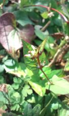 35827.jpg