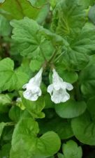 38715.jpg