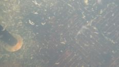 42639-2.jpg