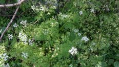 43608.jpg