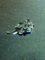 47181-1.jpg