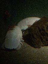 47181-2.jpg