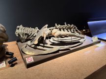 78591-2.jpg